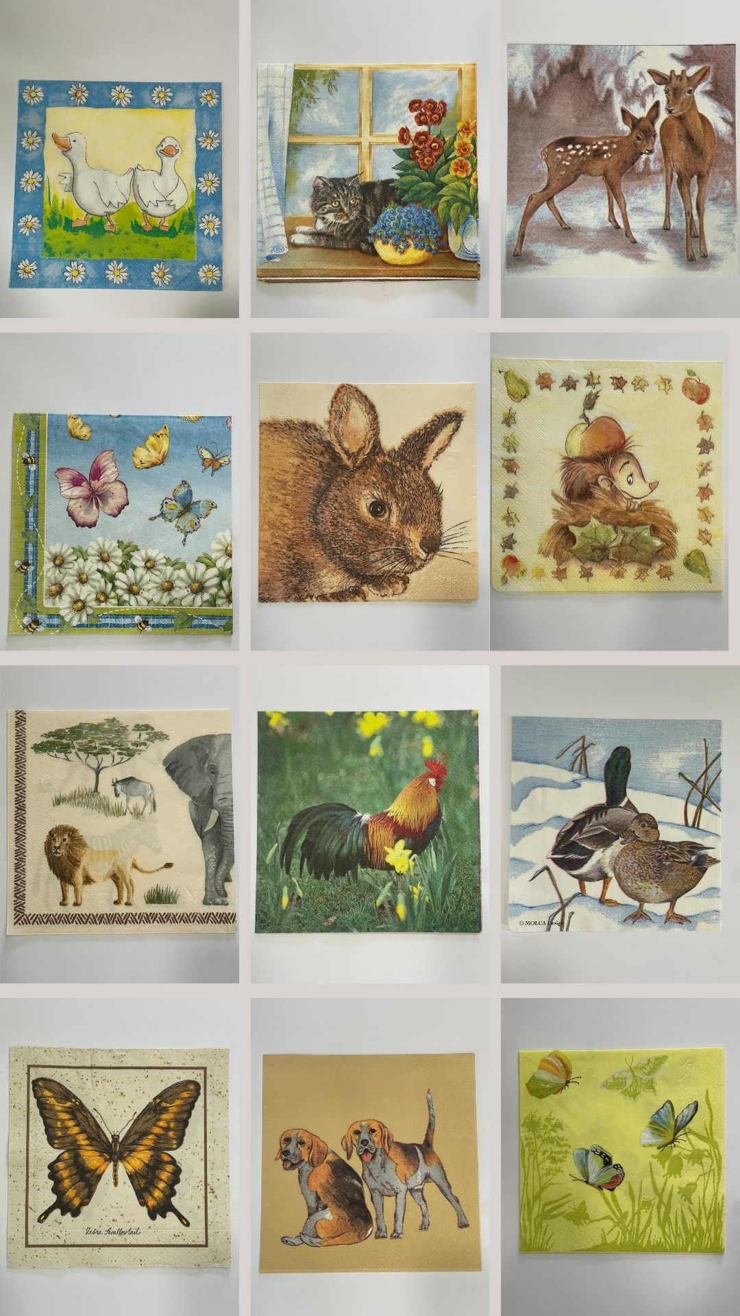 ANIMALI28-40
